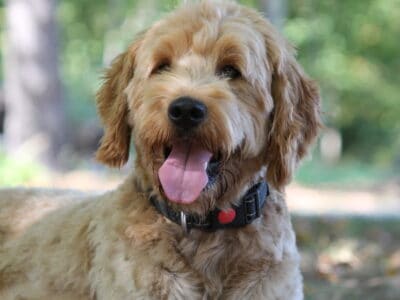 Scout—1 year, 11 month old Goldendoodle