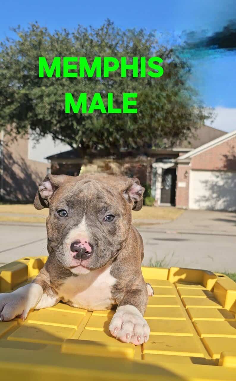 AMERICAN BULLY PUPPIES image 6