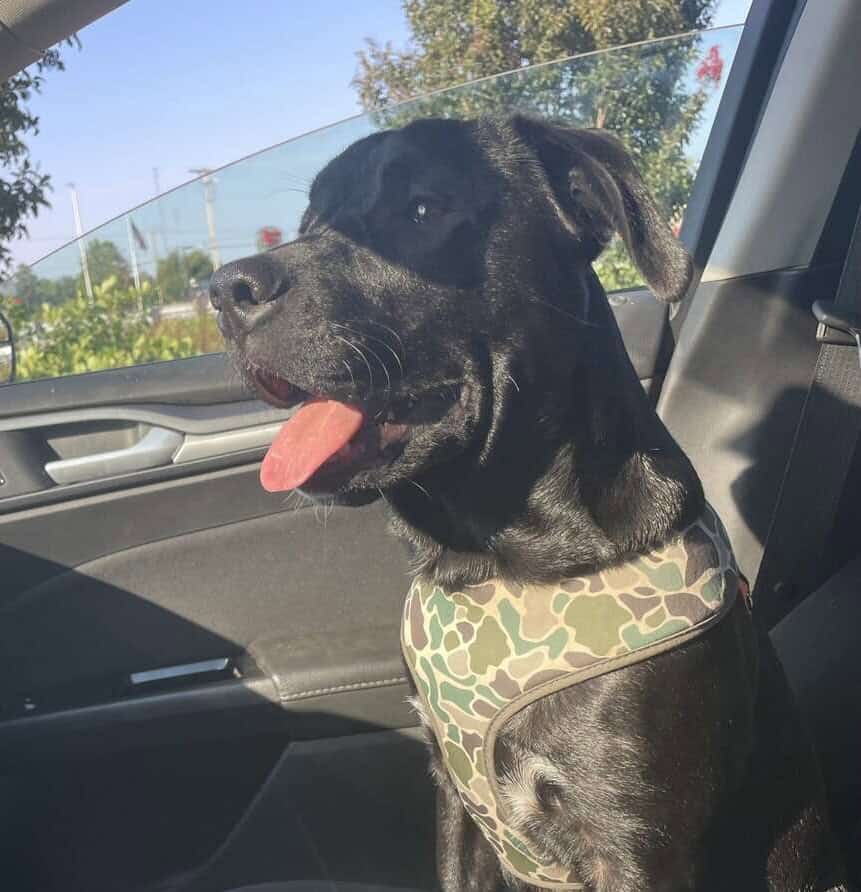 10 month Male Labrador Mix image 1