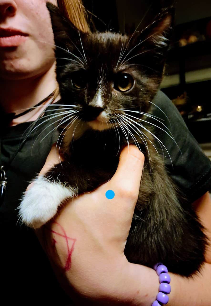 Soft , Sweet kittens for adoption. image 16
