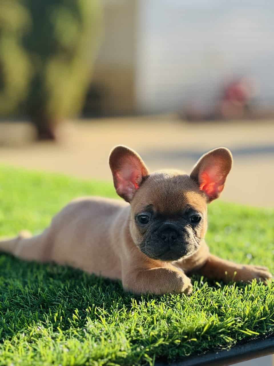 FRENCH BULLDOG PUPPY image 5