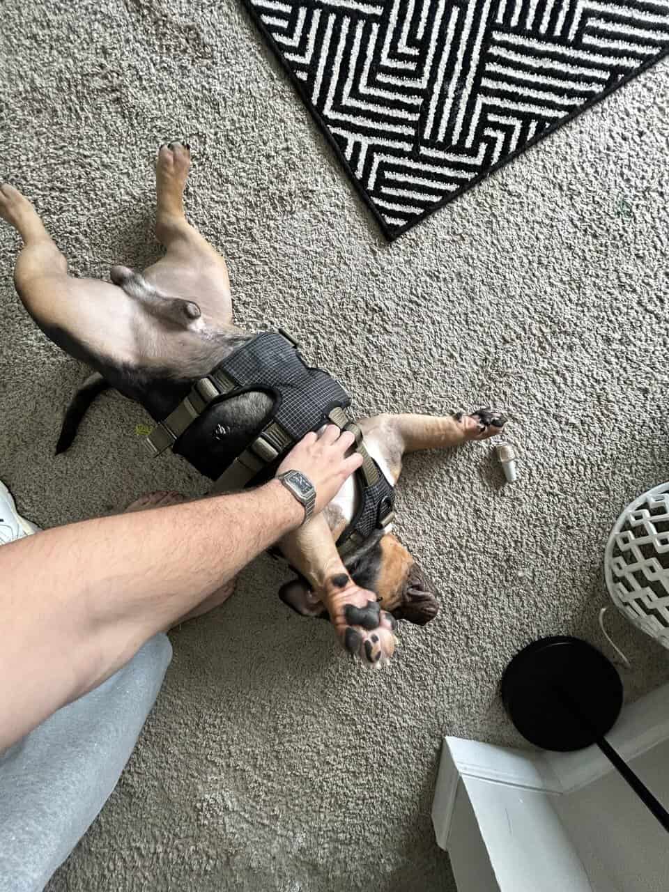 French Bulldog + Micro Pit Mix image 6