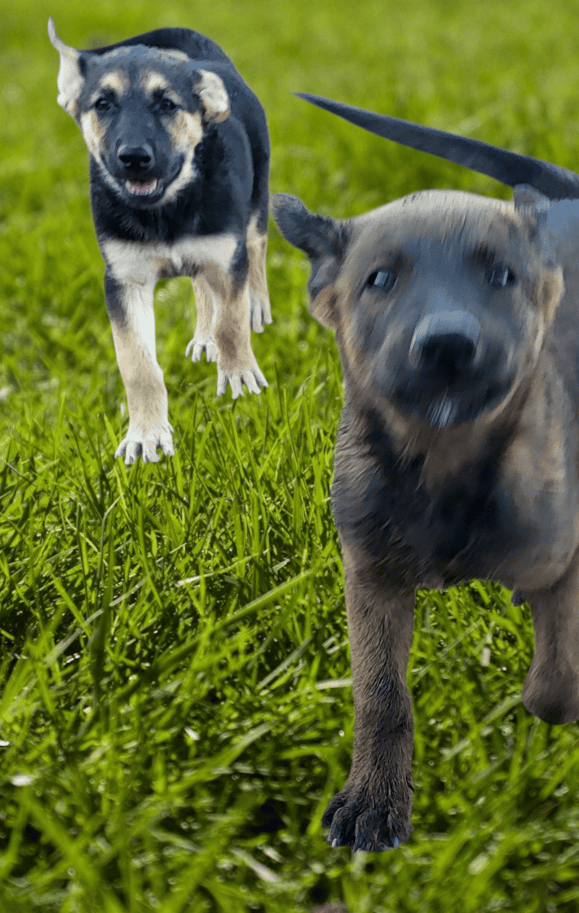 German Shepherd image 3