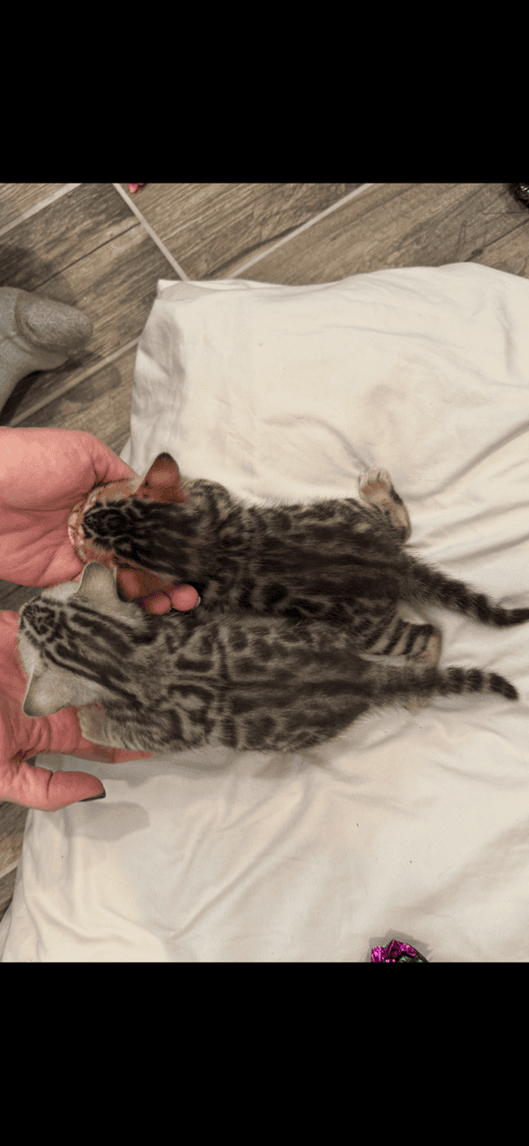 Bengal Kittens Available image 8