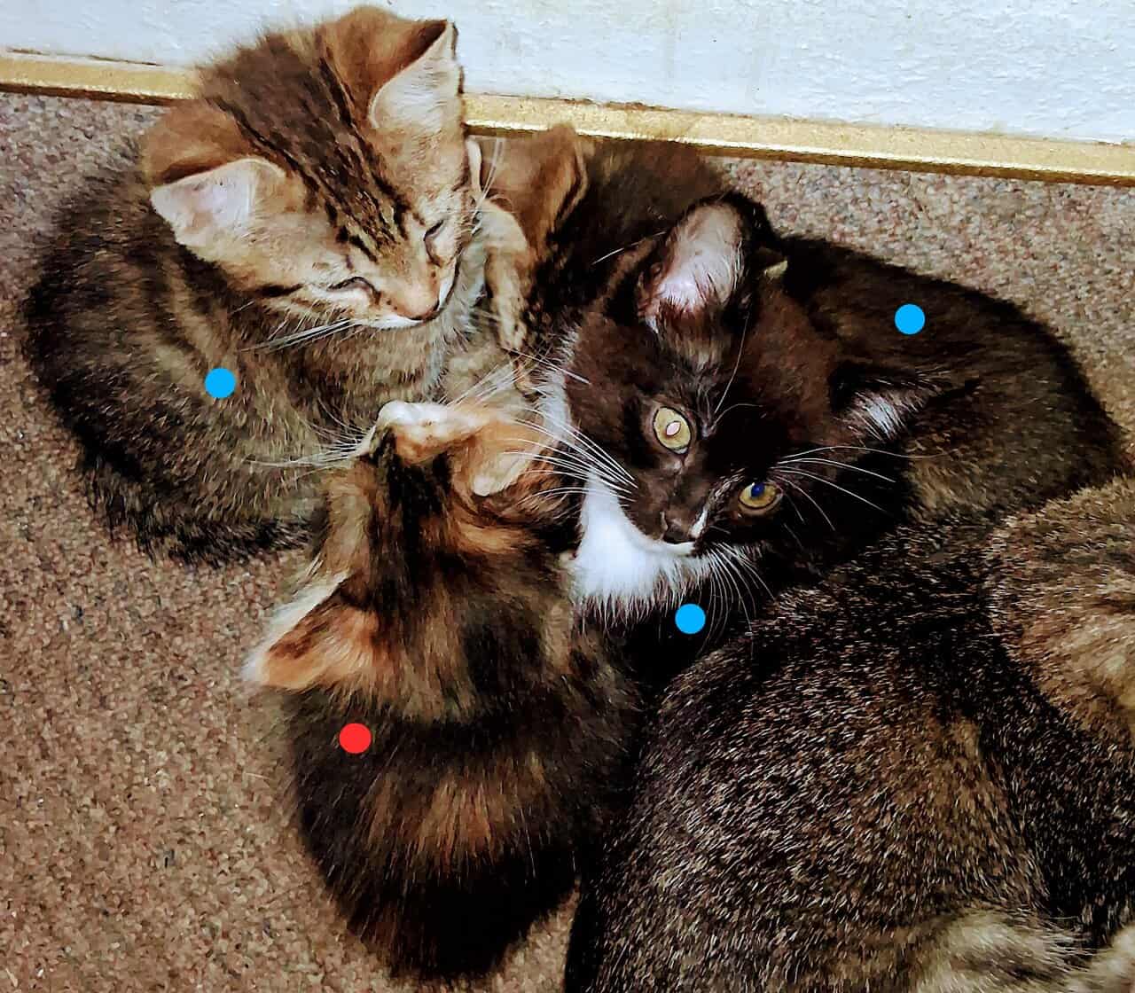 Soft , Sweet kittens for adoption. image 1
