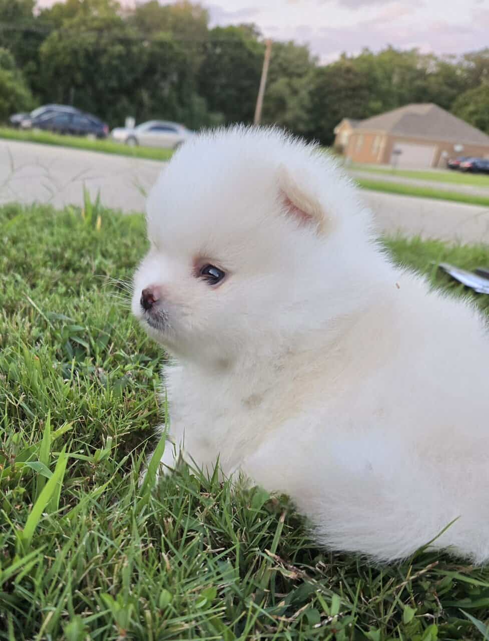 Pomeranian puppies - northern Alabama image 9