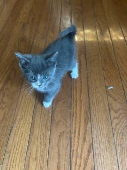 *8 WEEK OLD KITTENS image 2