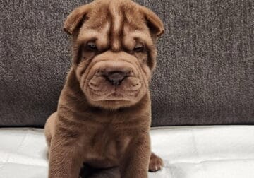 Chinese Shar Pei