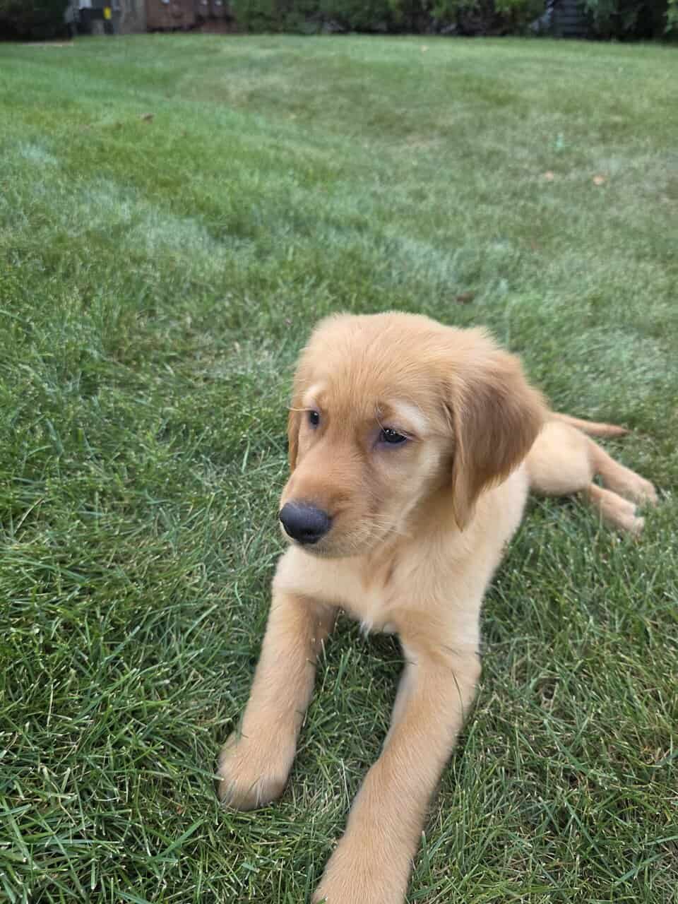 Golden retriever image 5