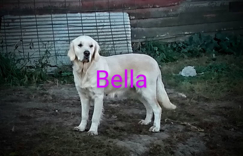 English cream golden retrievers image 3