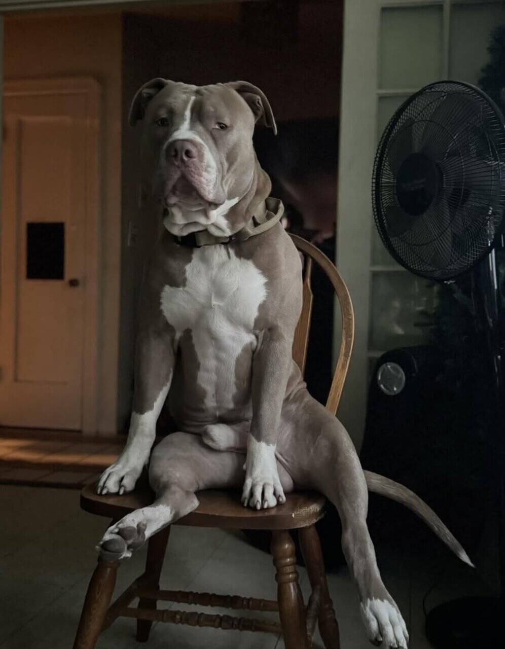 Pitbull Puppy image 2