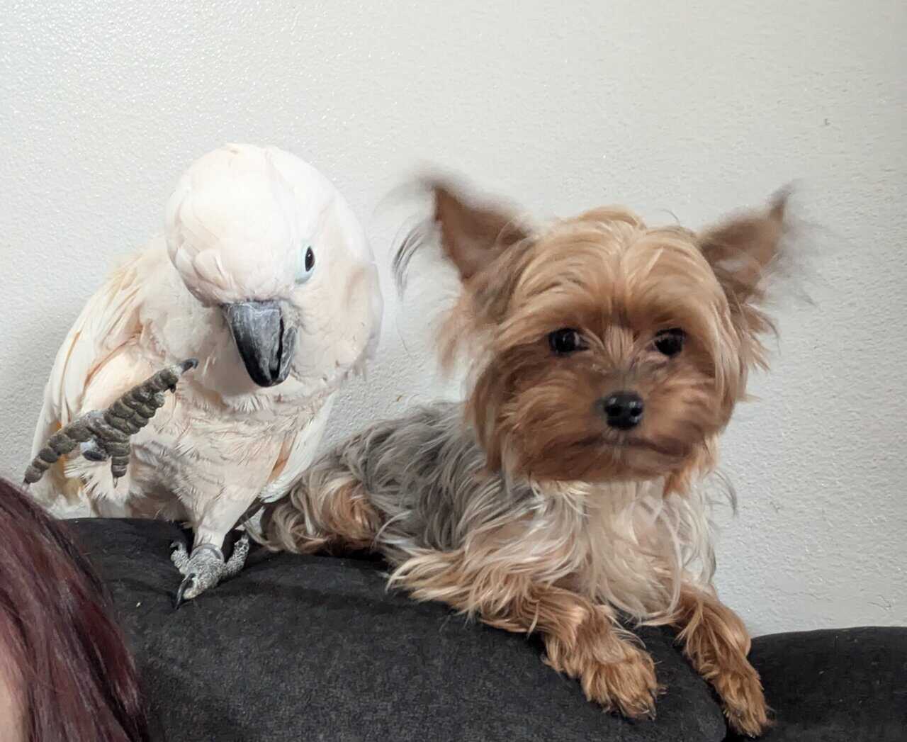 Toy yorkie - chocolate and tan image 3