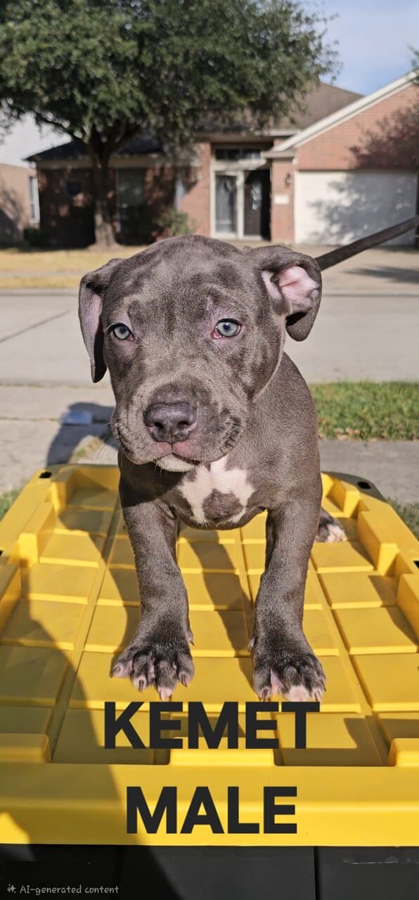 AMERICAN BULLY PUPPIES image 8