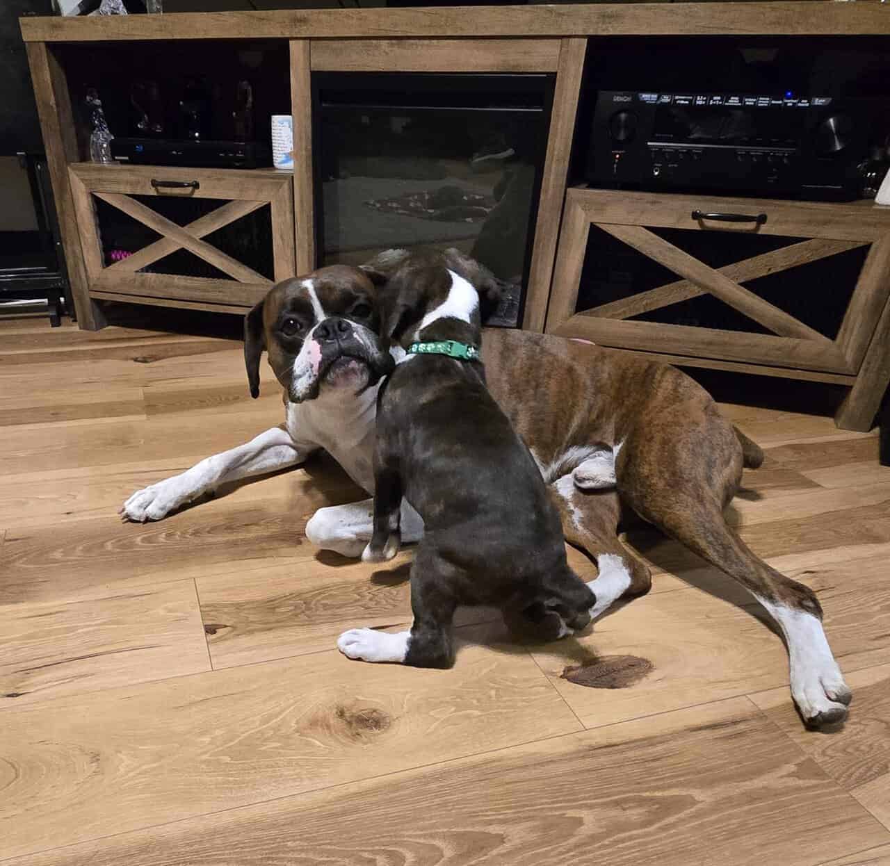 AKC PUPPY image 8