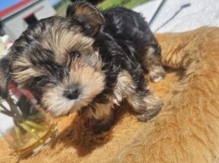 Yorkie pups