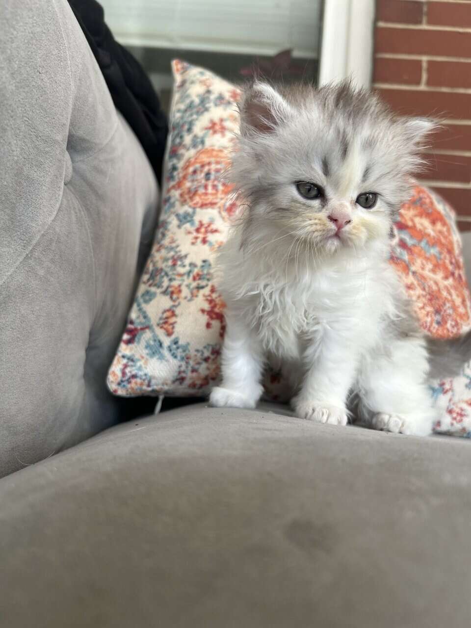 Perrrsians kittens image 5