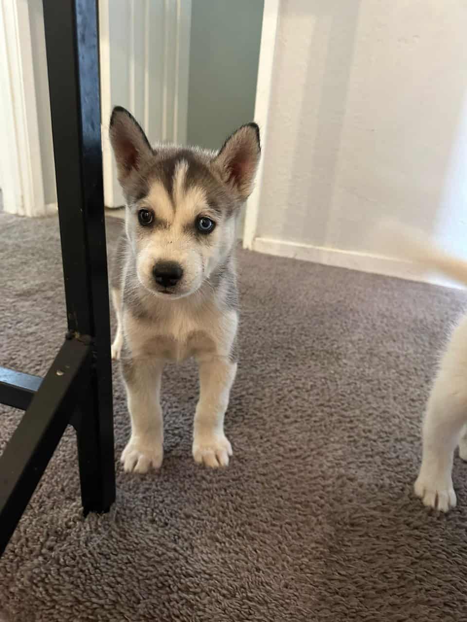 Husky puppies image 1