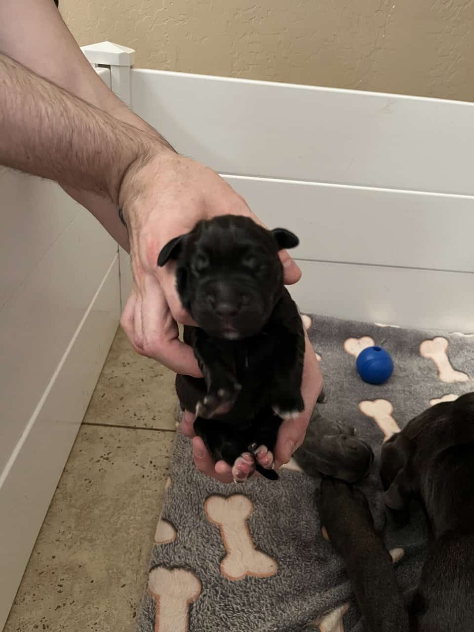 Cane Corso Puppy’s looking for there Furr Ever luv image 7