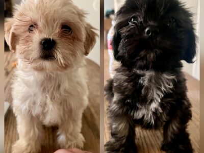 Shih-tzu/Bichon puppies