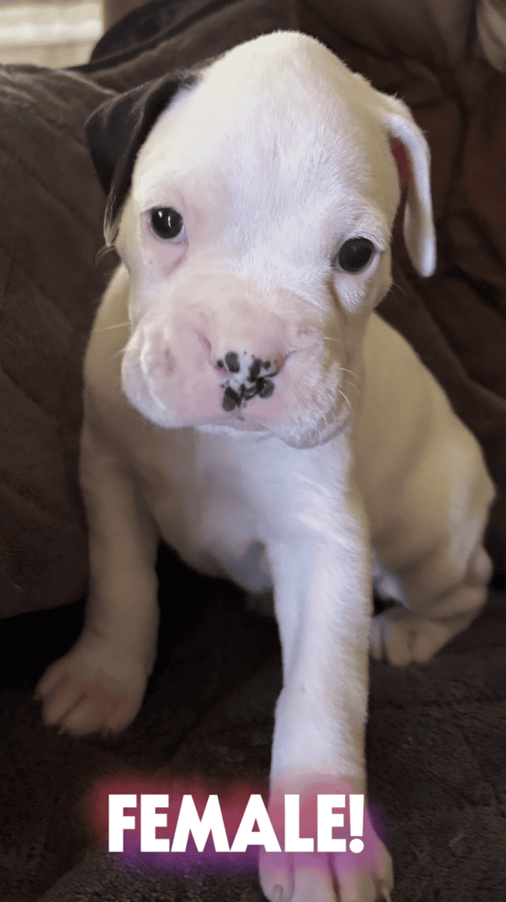 Boxer Pups image 3