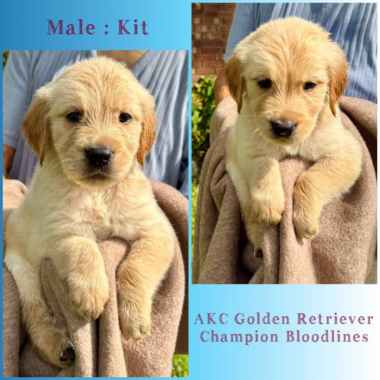 AKC Golden Retriever - Champion Bloodlines image 3