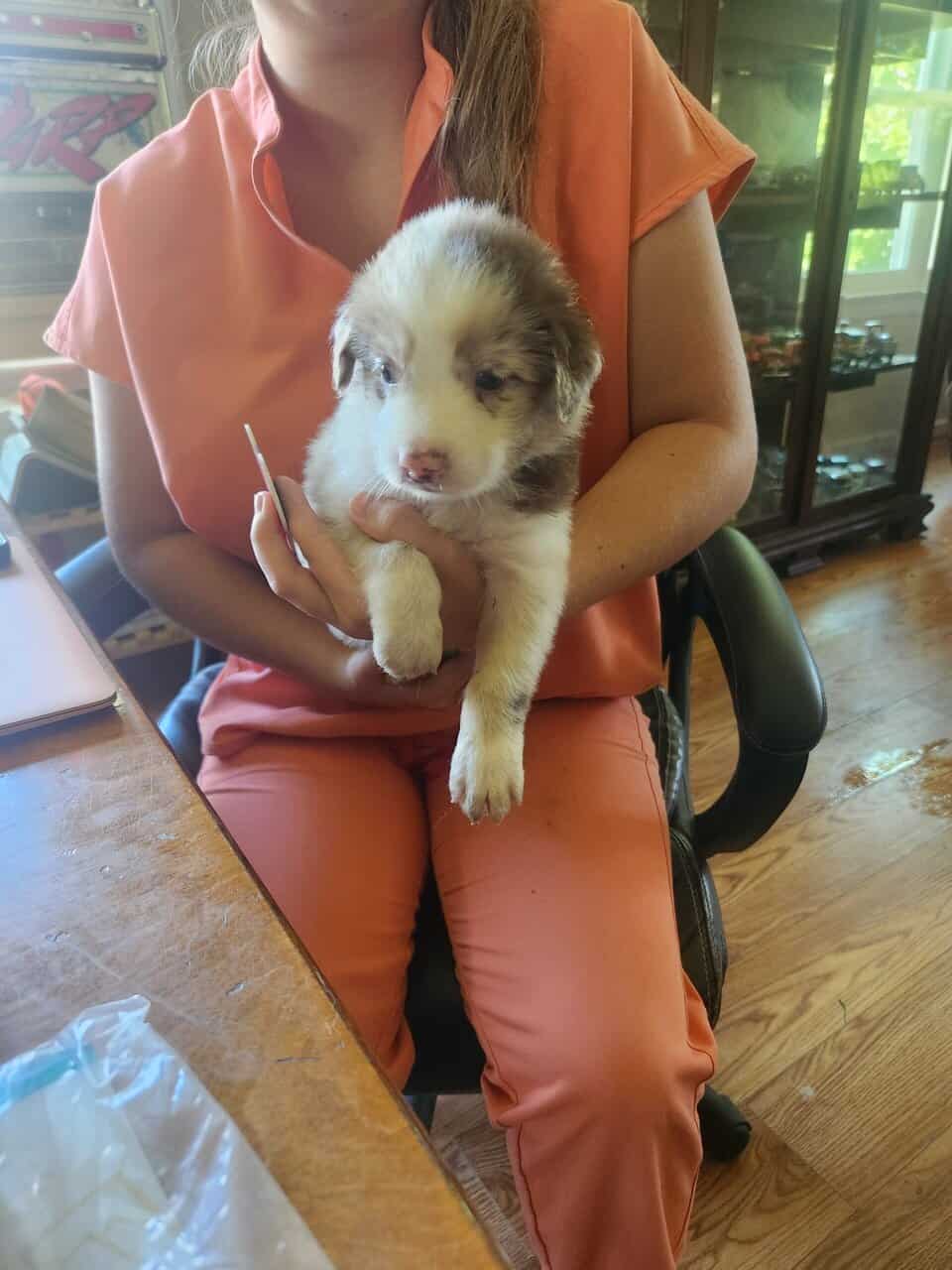 Australian shepherd 1 image 1