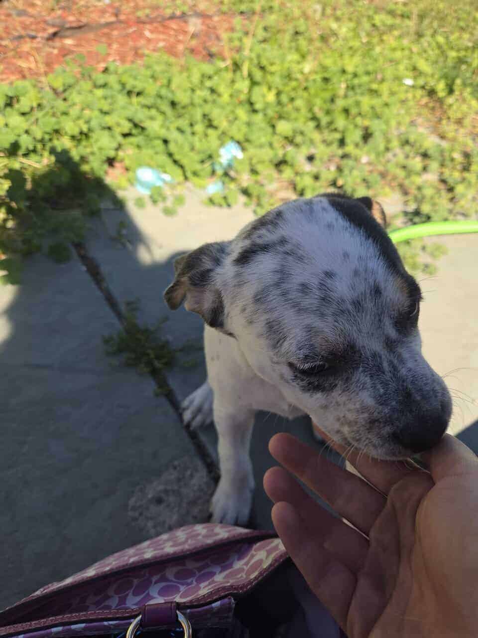 Pitt bull/Blue heeler mix puppies for sale image 3