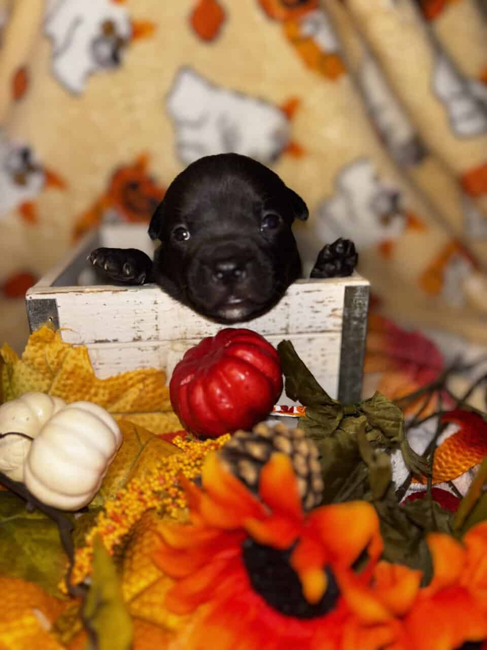 Pit mix Puppies image 2
