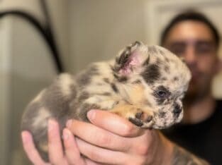 French Bulldog Fluffy lilac and tan Merle MiniMous