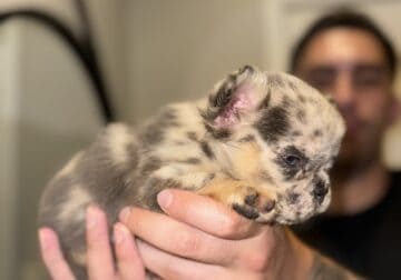 French Bulldog Fluffy lilac and tan Merle MiniMous