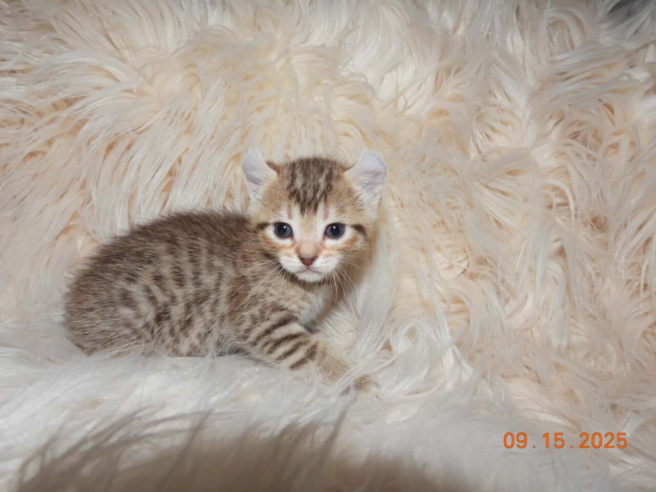 Two Highlander kittens available, male & female image 4