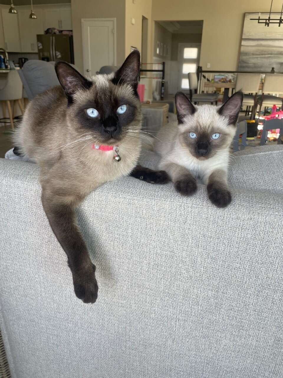 Siamese kitten image 1