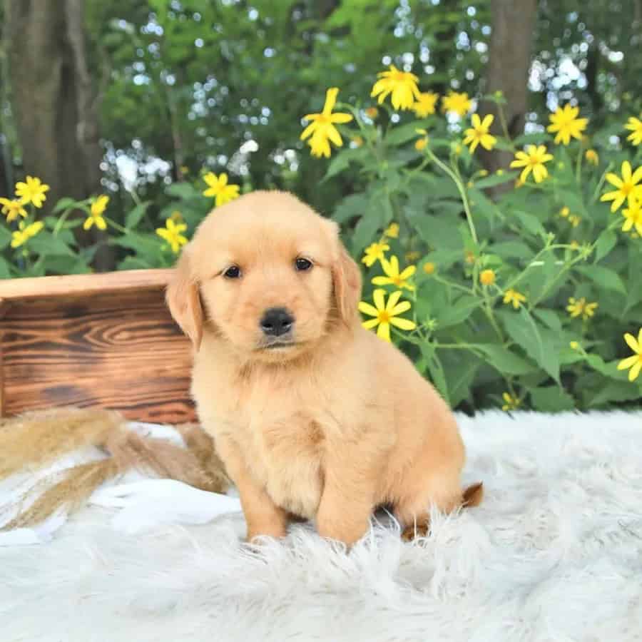 Golden Retriever puppy Major image 2