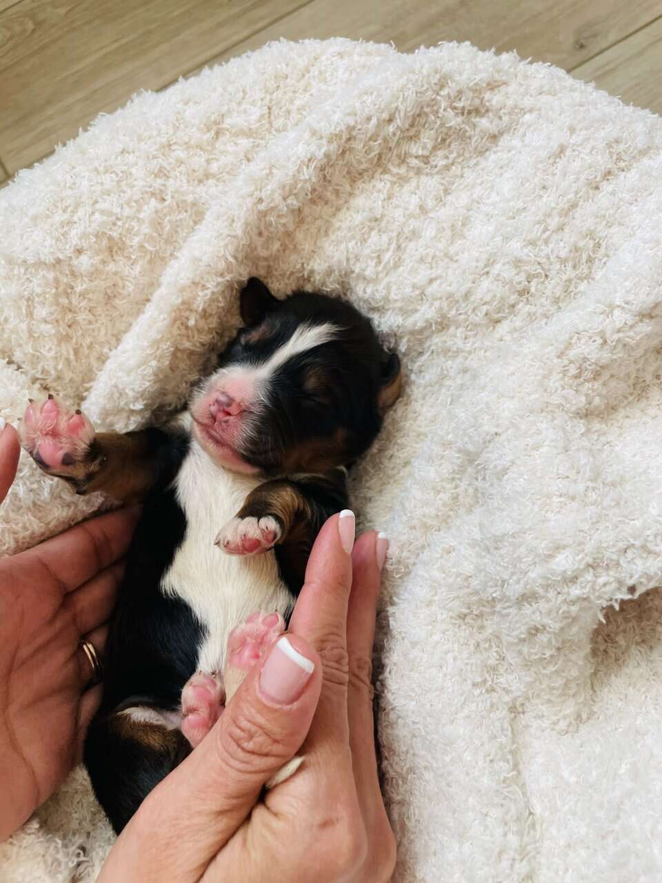 Bernedoodle F1 puppies image 12