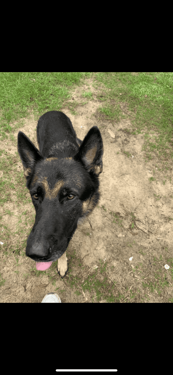 German Shephard for adoption image 1