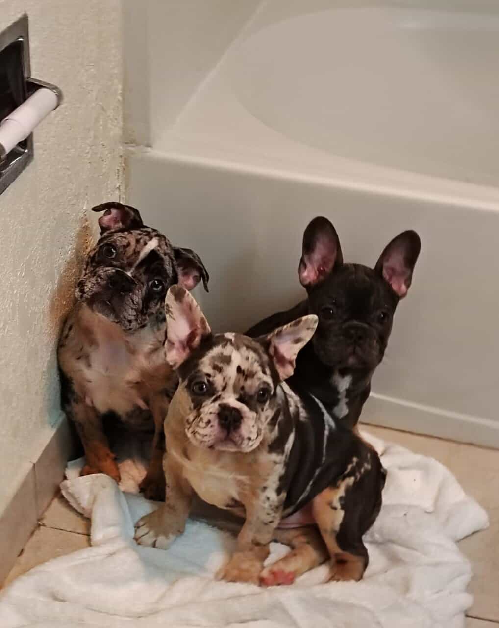 4 Month old Male French bulldog image 5