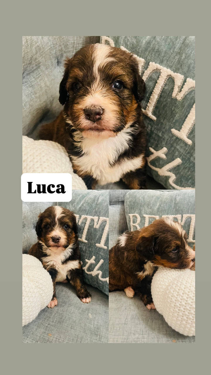 Bernedoodle F1 puppies image 3