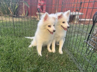 Miniature American Eskimo Puppies