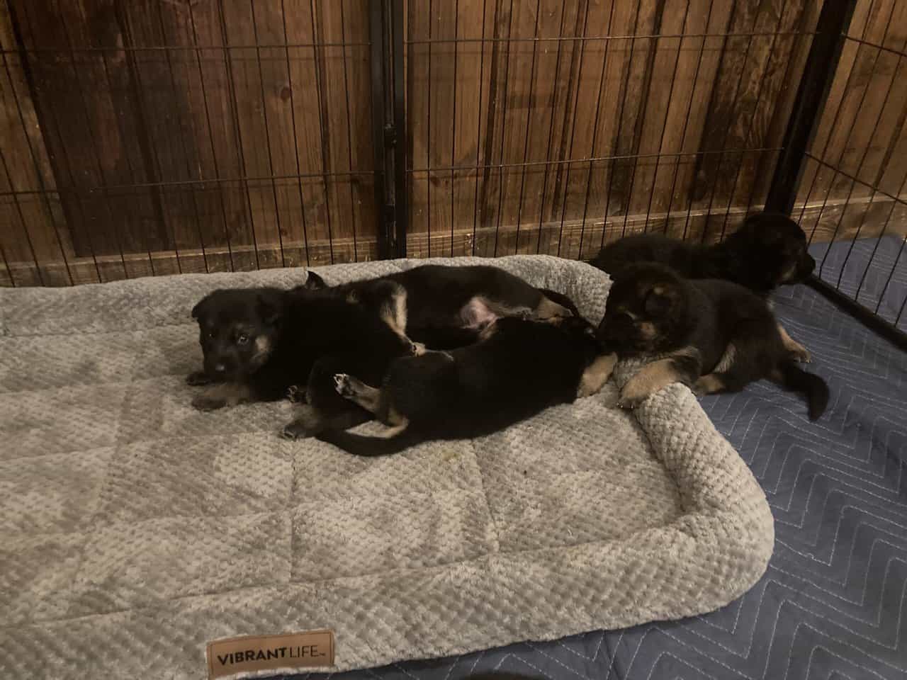 German Shepard puppies image 6