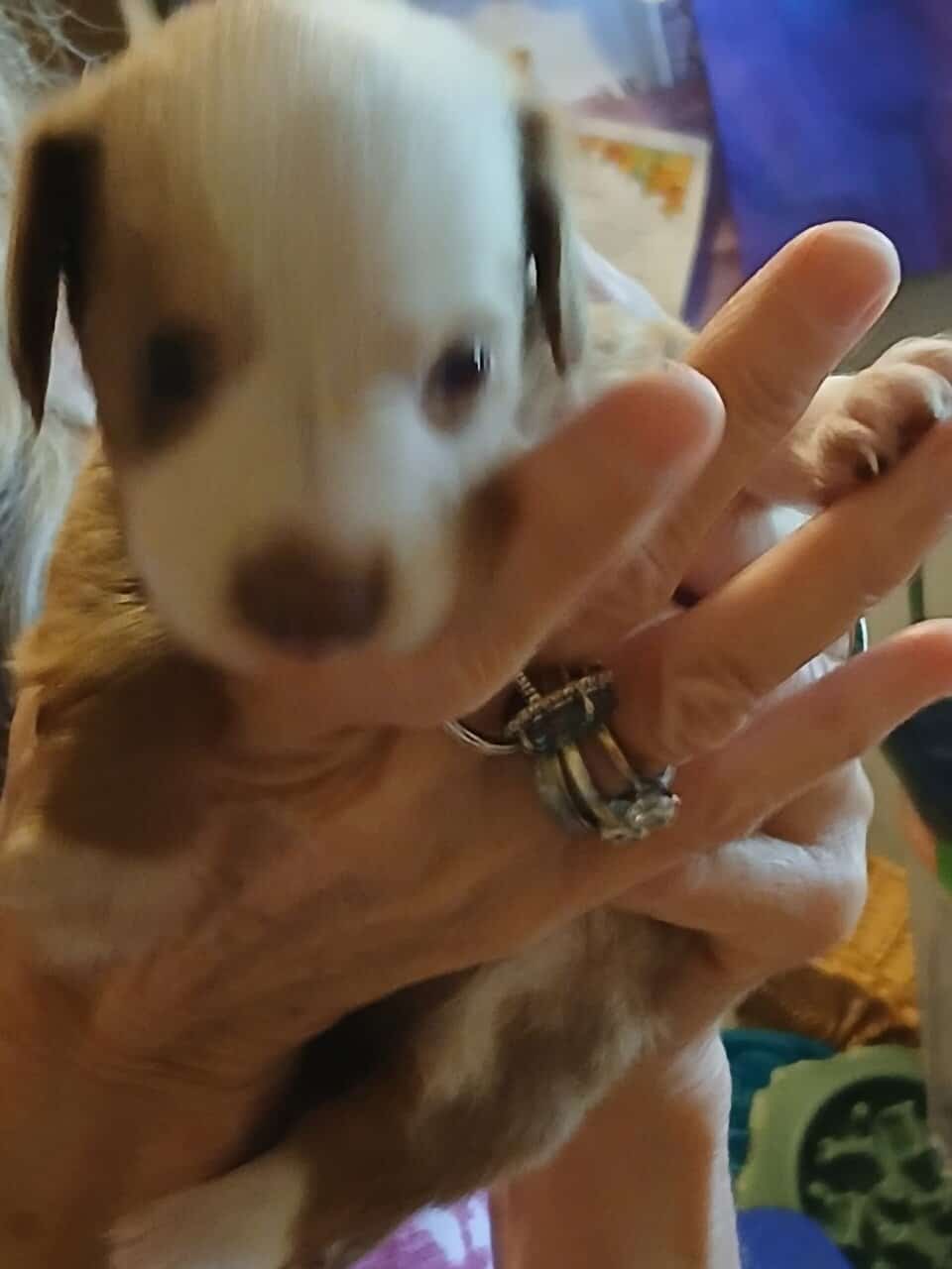 Dachshund puppies image 17
