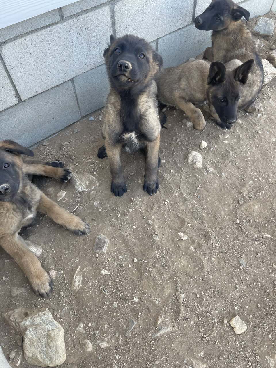 German Shepard/ Belgian Puppies image 2