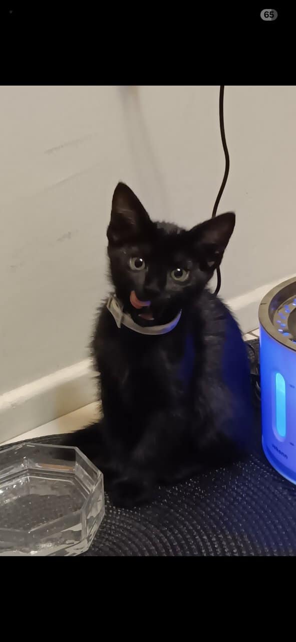 Kitten ready for rehoming image 1