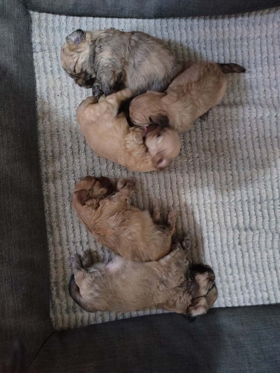 Puppies image 6