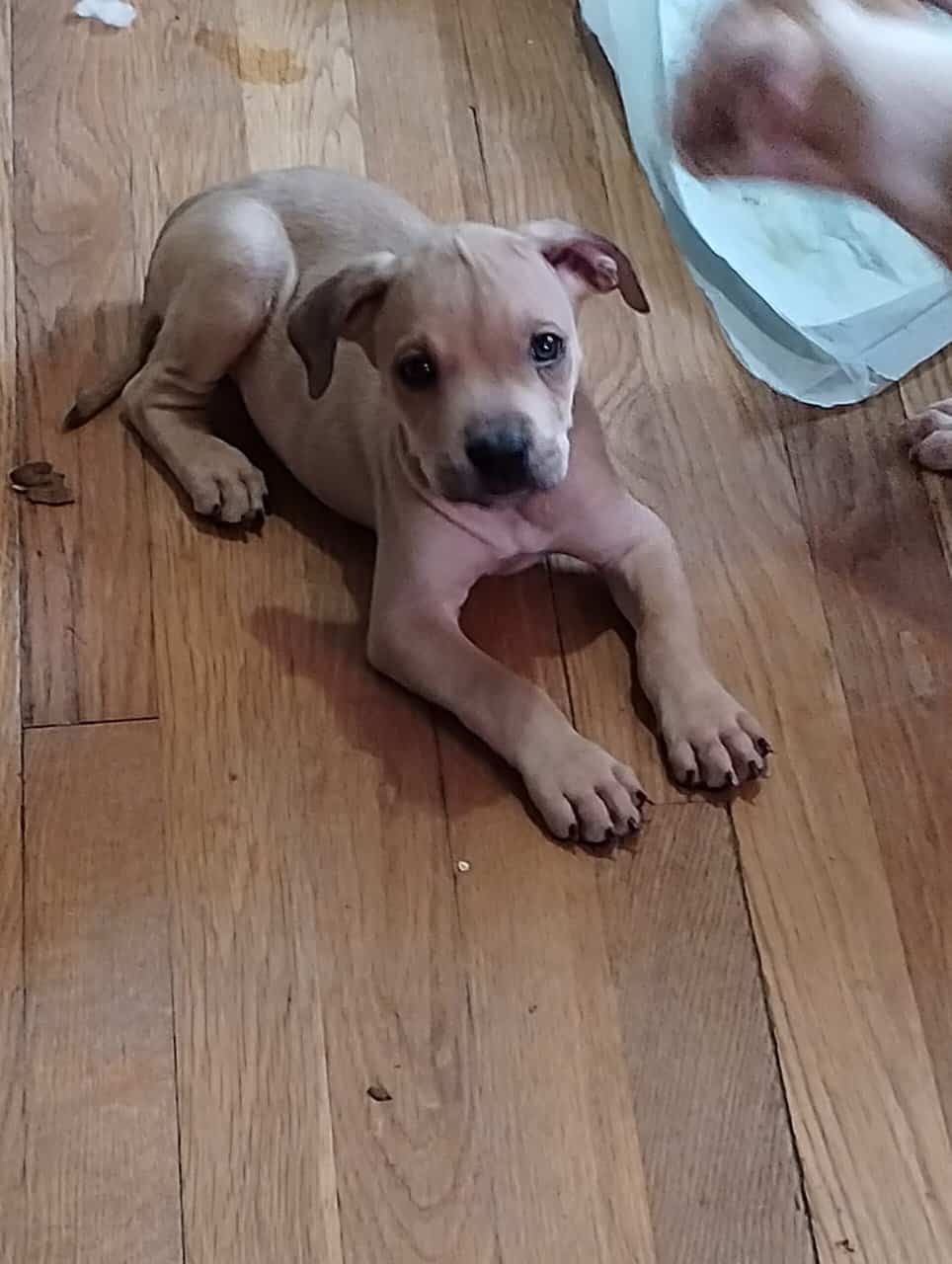Boerboel/Presa Canario Mix puppies image 6