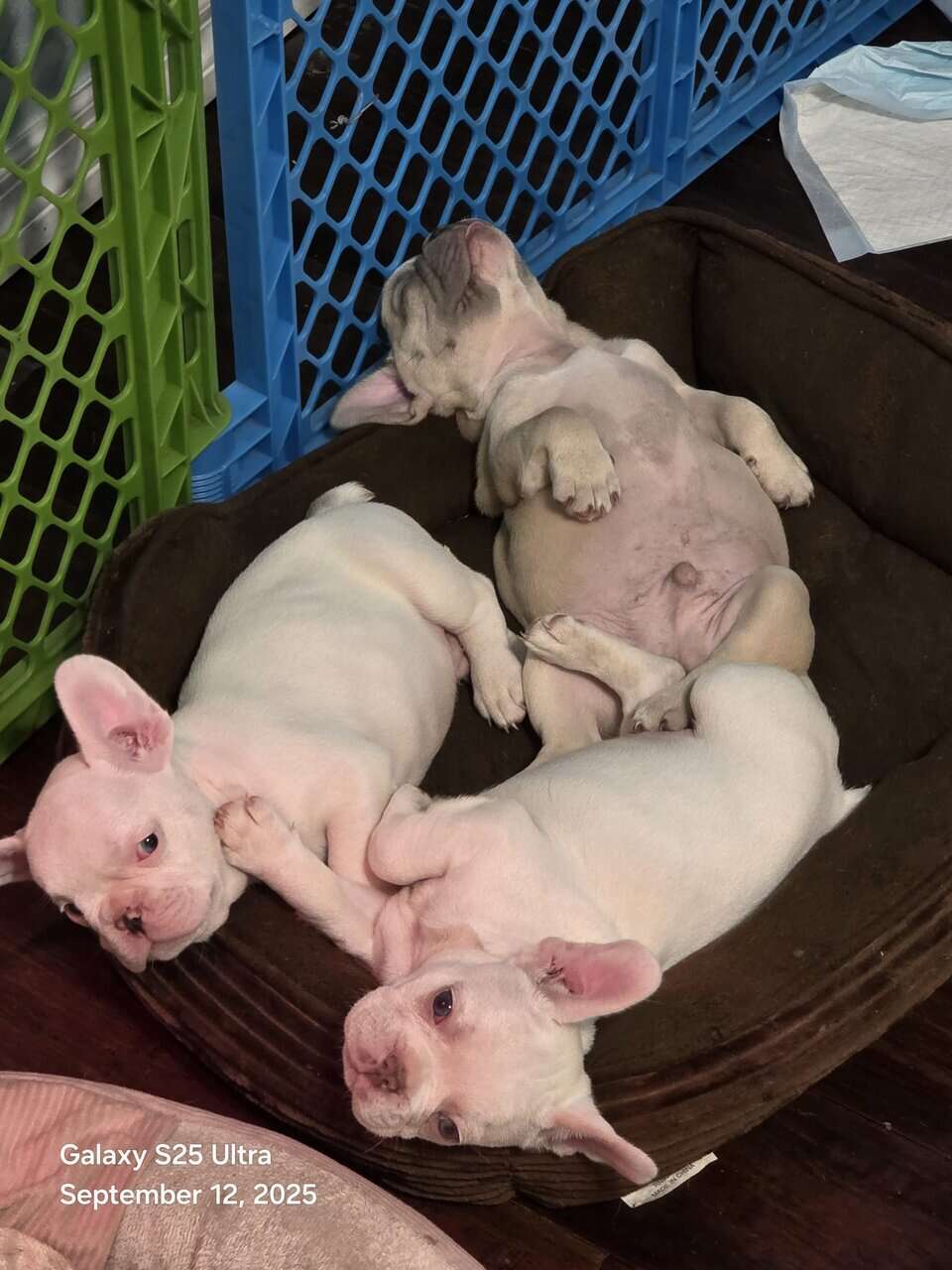 French bulldog babies image 4