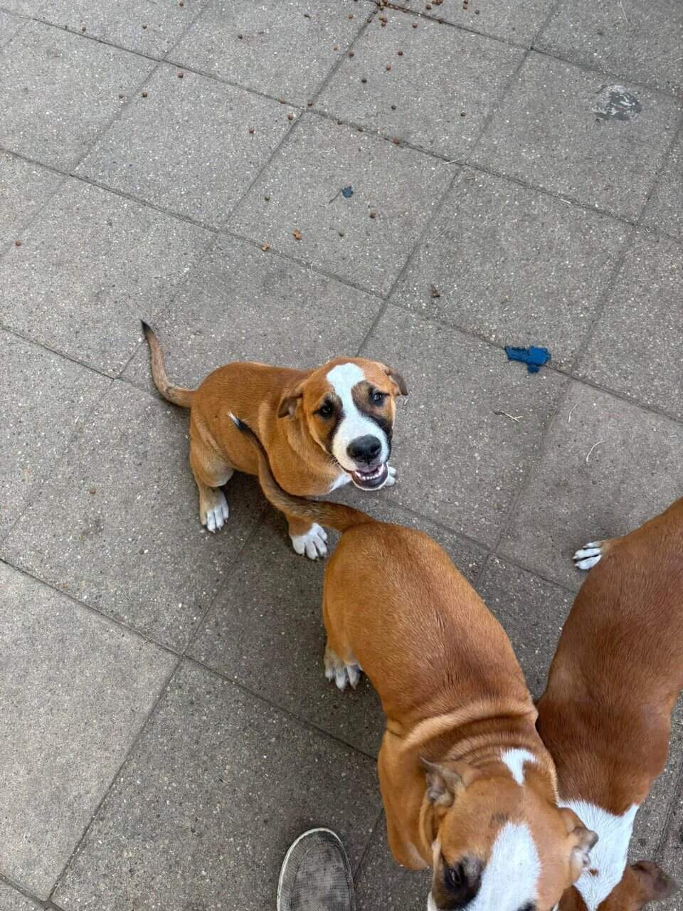 Free puppies image 1