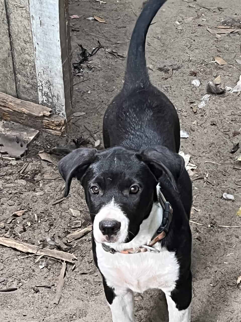 Adopt a Sweet Two Month Old Puppy image 1