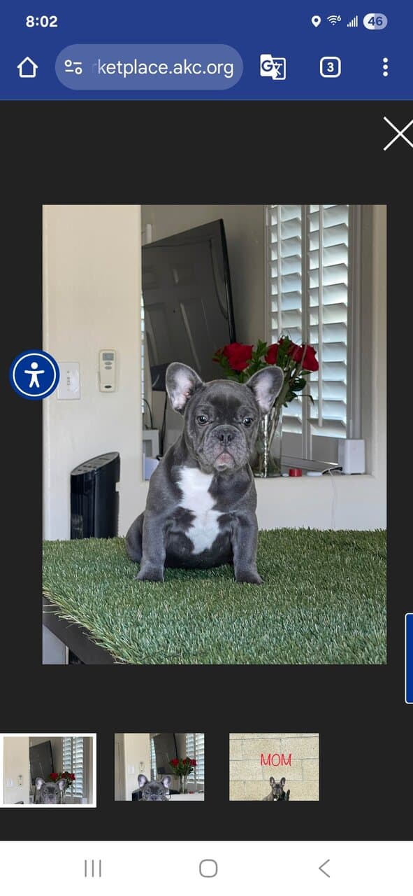 Female frenchie for sale image 3