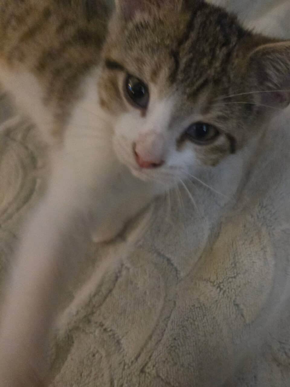 4 twelve week old kittens ready for rehoming image 3