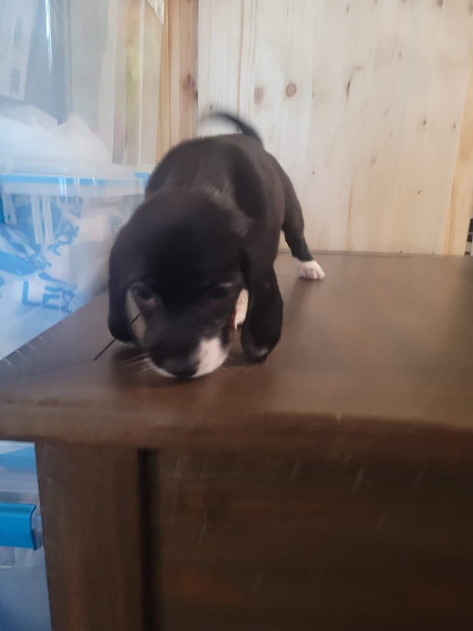 Bocker puppies image 3